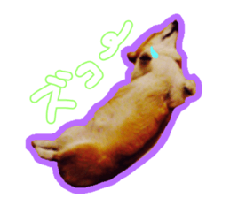 Japanese kawaii Dog Corgi sticker #14994408