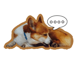 Japanese kawaii Dog Corgi sticker #14994409