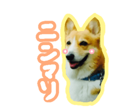 Japanese kawaii Dog Corgi sticker #14994410