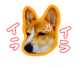 Japanese kawaii Dog Corgi sticker #14994411