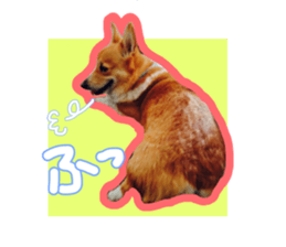 Japanese kawaii Dog Corgi sticker #14994415