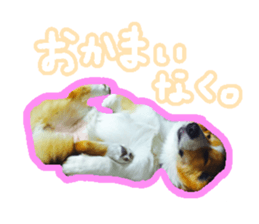 Japanese kawaii Dog Corgi sticker #14994416
