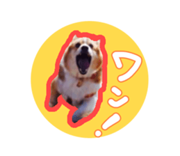 Japanese kawaii Dog Corgi sticker #14994417