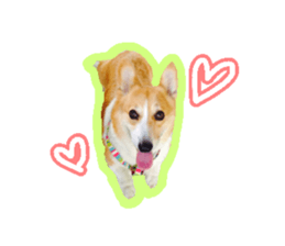 Japanese kawaii Dog Corgi sticker #14994419