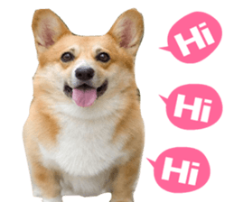 Corgi Dog stickers sticker #14995862
