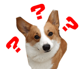 Corgi Dog stickers sticker #14995863