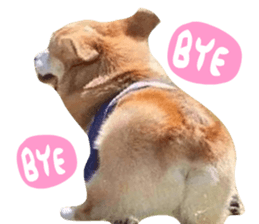 Corgi Dog stickers sticker #14995864