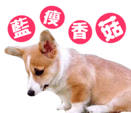 Corgi Dog stickers sticker #14995865