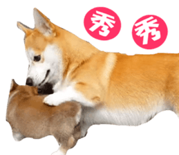 Corgi Dog stickers sticker #14995866