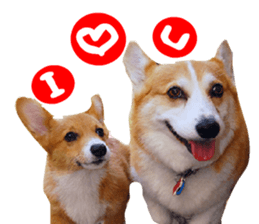 Corgi Dog stickers sticker #14995867
