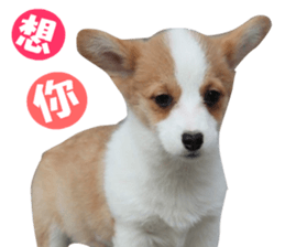 Corgi Dog stickers sticker #14995868