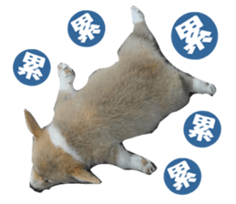 Corgi Dog stickers sticker #14995869