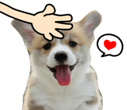 Corgi Dog stickers sticker #14995870