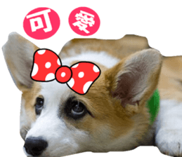 Corgi Dog stickers sticker #14995871