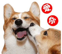 Corgi Dog stickers sticker #14995872