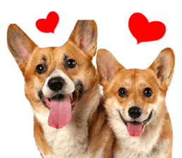 Corgi Dog stickers sticker #14995873