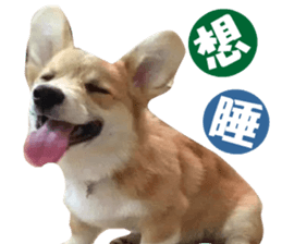 Corgi Dog stickers sticker #14995874