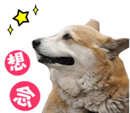 Corgi Dog stickers sticker #14995875