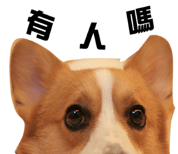 Corgi Dog stickers sticker #14995876