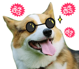 Corgi Dog stickers sticker #14995877