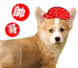 Corgi Dog stickers sticker #14995880