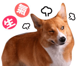 Corgi Dog stickers sticker #14995881
