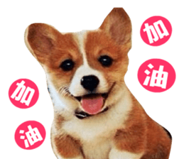 Corgi Dog stickers sticker #14995882