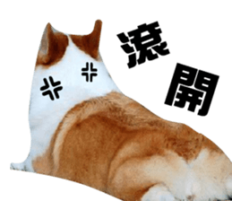 Corgi Dog stickers sticker #14995883