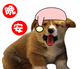 Corgi Dog stickers sticker #14995884