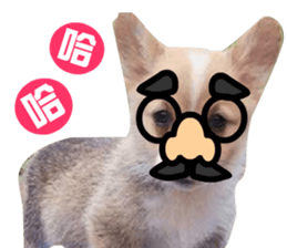 Corgi Dog stickers sticker #14995885