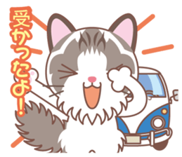 Valentine. Ragdoll of a blue eye sticker #14999791