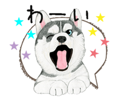 husky motion sticker sticker #14999862