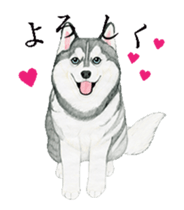 husky motion sticker sticker #14999870