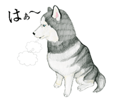husky motion sticker sticker #14999873