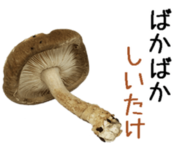 Shiitake. sticker #15003367