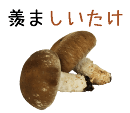 Shiitake. sticker #15003377