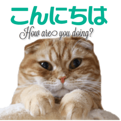 mamechiyo's 9cats family vol.2