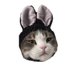 mamechiyo's 9cats family vol.2 sticker #15005030