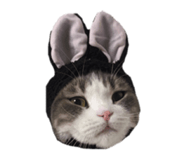 mamechiyo's 9cats family vol.2 sticker #15005030