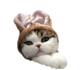 mamechiyo's 9cats family vol.2 sticker #15005032