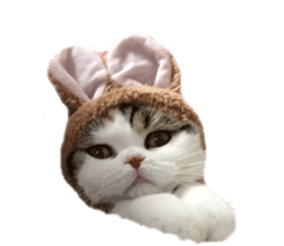 mamechiyo's 9cats family vol.2 sticker #15005032