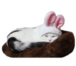 mamechiyo's 9cats family vol.2 sticker #15005033