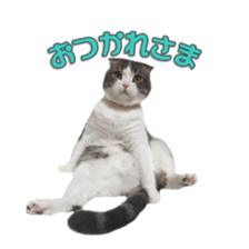 mamechiyo's 9cats family vol.2 sticker #15005037