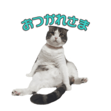 mamechiyo's 9cats family vol.2 sticker #15005037