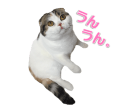 mamechiyo's 9cats family vol.2 sticker #15005039