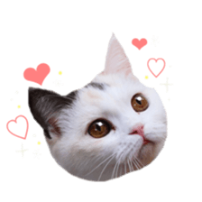 mamechiyo's 9cats family vol.2 sticker #15005042