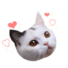 mamechiyo's 9cats family vol.2 sticker #15005042