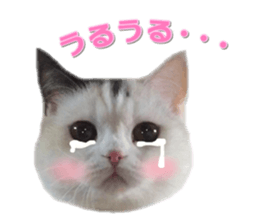 mamechiyo's 9cats family vol.2 sticker #15005044