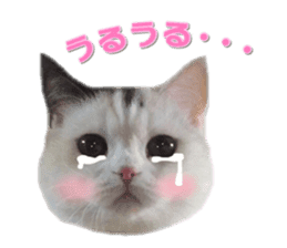 mamechiyo's 9cats family vol.2 sticker #15005044