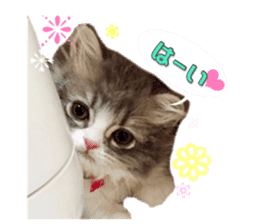 mamechiyo's 9cats family vol.2 sticker #15005045